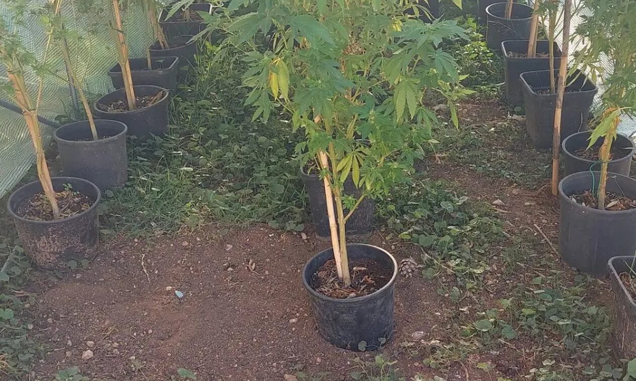 Αίγινα: Χειροπέδες σε 40χρονο που καλλιεργούσε δενδρύλλια κάνναβης στην αυλή του σπιτιού του