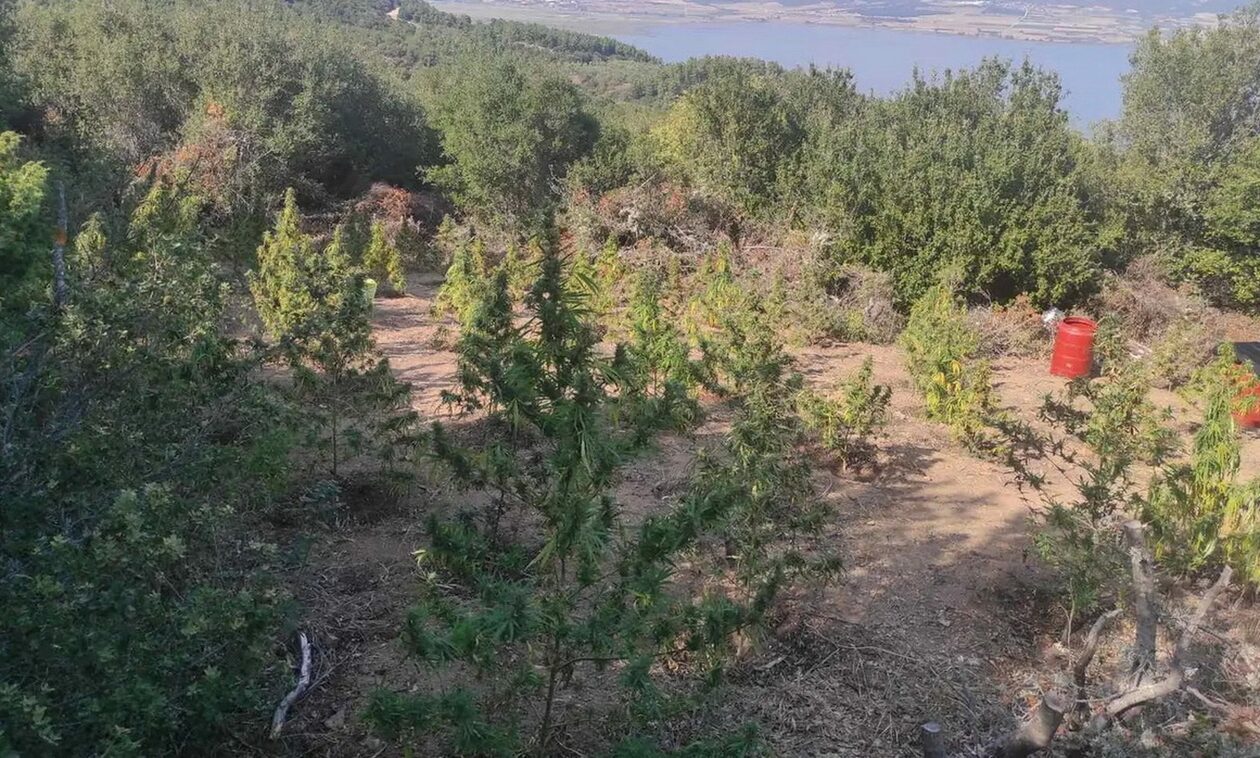 Θεσσαλονίκη: Εντοπίστηκε «δάσος» με 110 δενδρύλλια κάνναβης στα Λουτρά Ν. Απολλωνίας