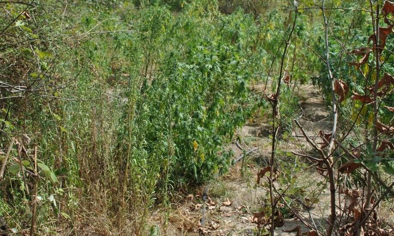 Σέρρες: Καλλιεργούσε στο χωράφι του δενδρύλλια κάνναβης και συνελήφθη