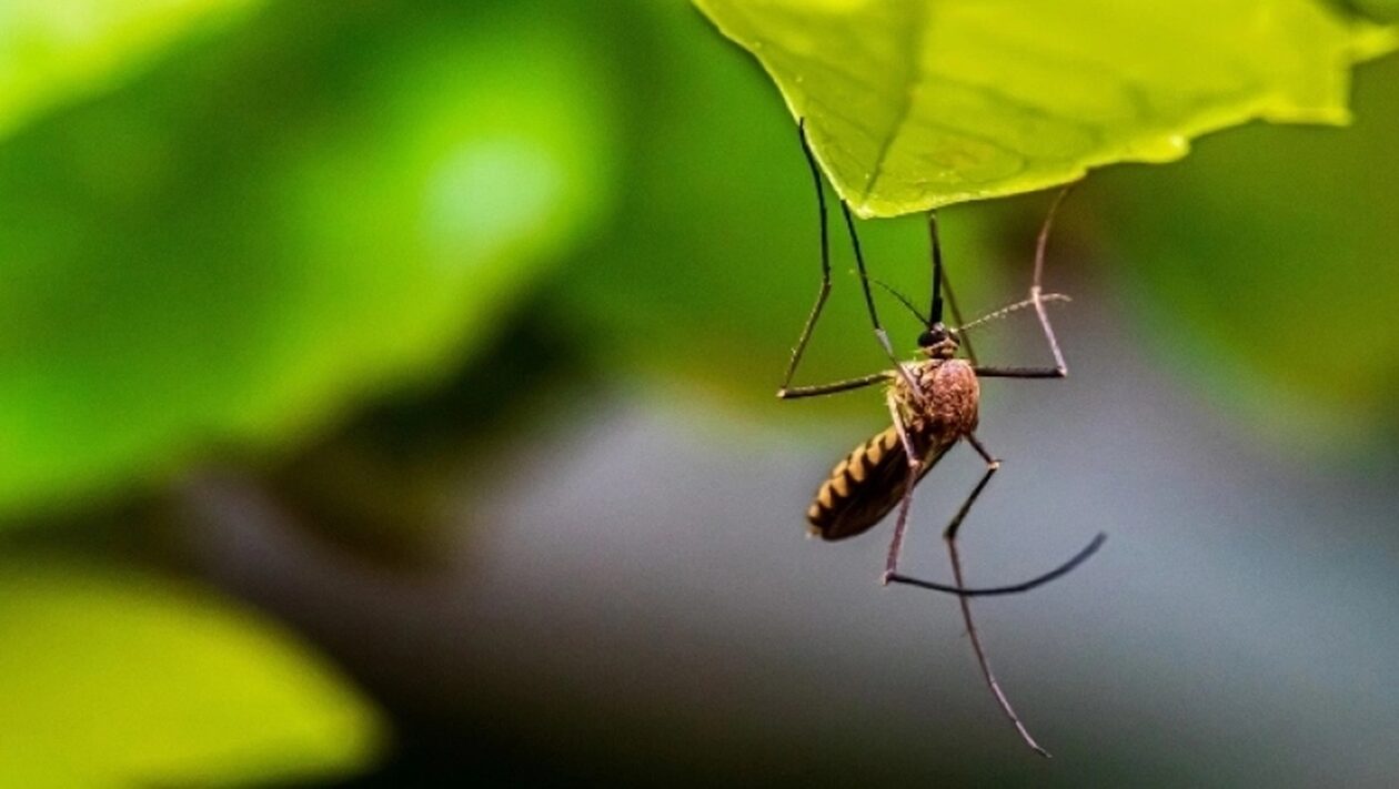Ο περίεργος λόγος που τα κουνούπια τσιμπάνε συγκεκριμένους ανθρώπους