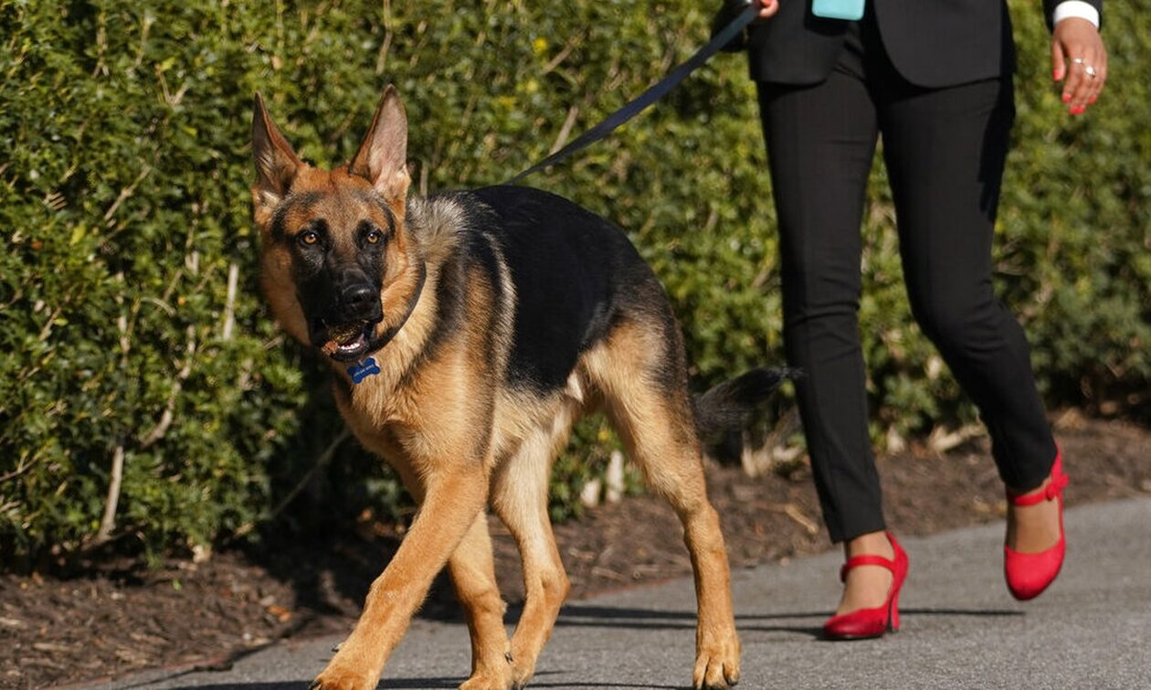 Απομακρύνθηκε ο σκύλος του Μπάιντεν από τον Λευκό Οίκο: Δάγκωνε πράκτορες της μυστικής υπηρεσίας