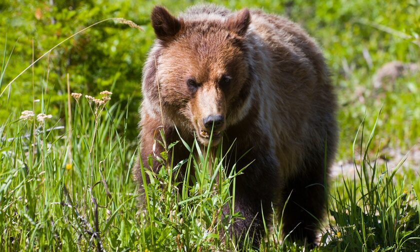 Καναδάς: Αρκούδα σκότωσε ζευγάρι κατασκηνωτών - Το μήνυμα SOS που έστειλαν λίγο πριν πεθάνουν