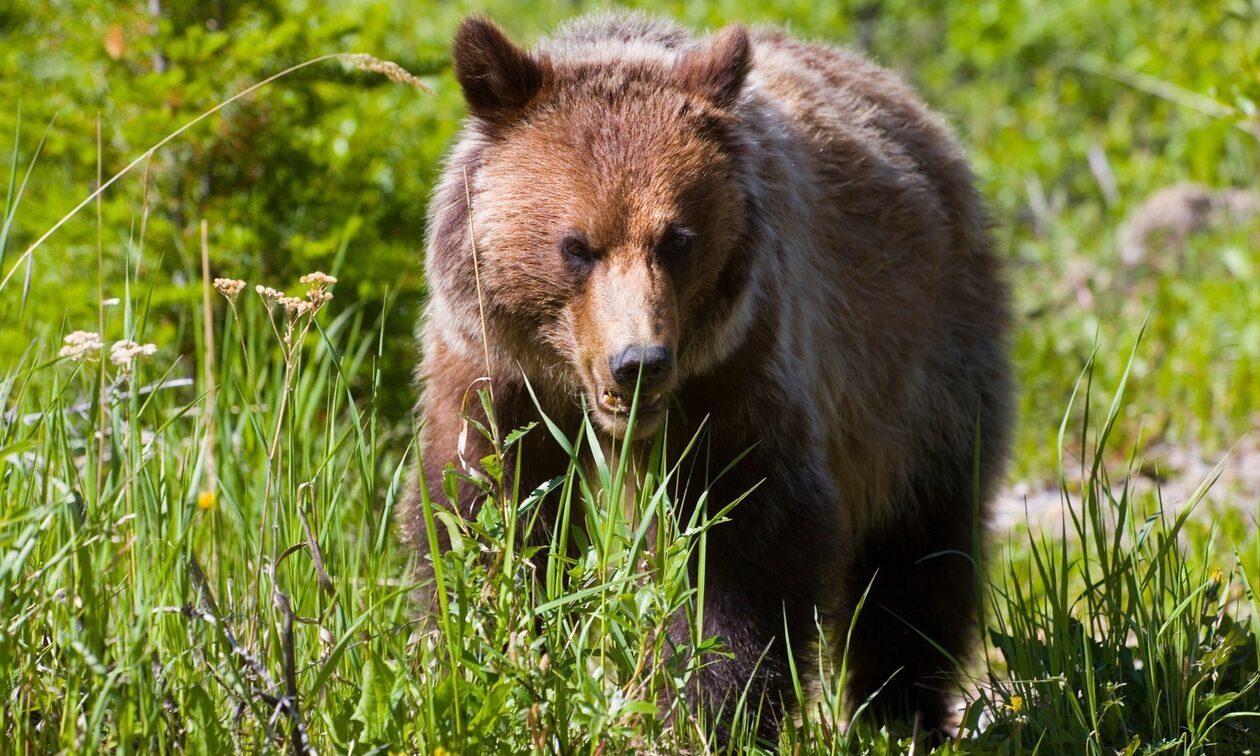 Καναδάς: Αρκούδα σκότωσε ζευγάρι κατασκηνωτών - Το μήνυμα SOS που έστειλαν λίγο πριν πεθάνουν