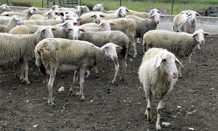 Ηράκλειο: Τους έπιασαν «στα πράσα» να κλέβουν πρόβατα, μέρα μεσημέρι - Τρεις συλλήψεις