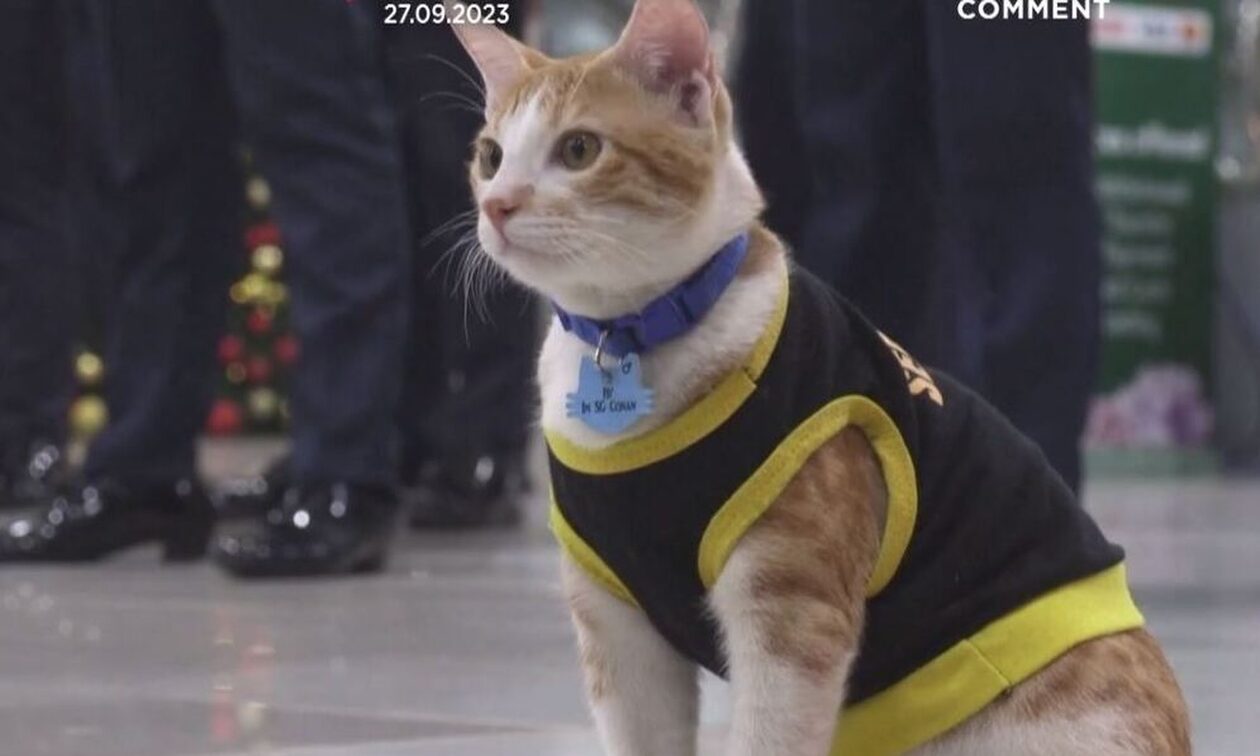 Γάτα σε ρόλο... αστυνομικού στη Μανίλα
