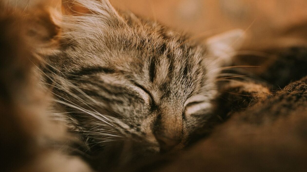 Νέο ρεκόρ Γκίνες 14χρονης γάτας για το πιο δυνατό... γουργούρισμα του κόσμου