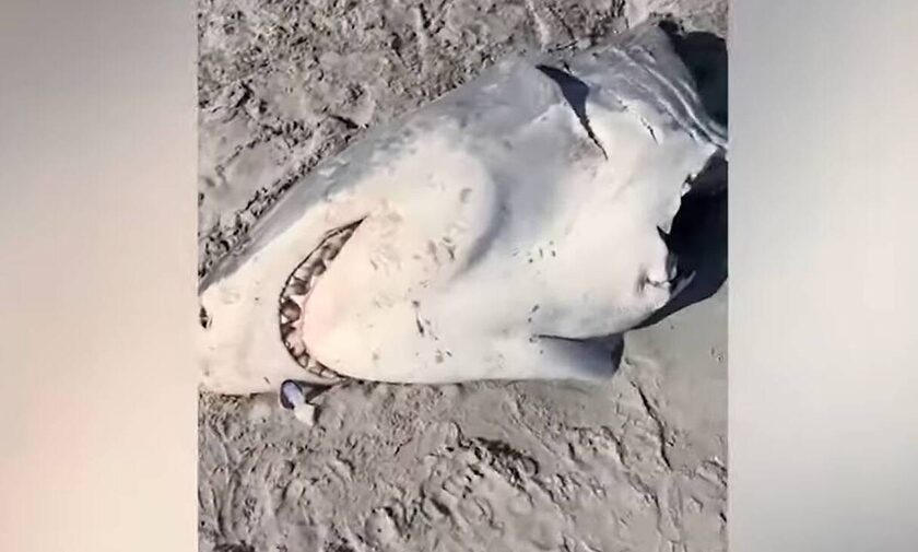 Αυστραλία: Μισοφαγωμένος λευκός καρχαρίας ξεβράζεται σε παραλία - Τον δάγκωσε φάλαινα δολοφόνος
