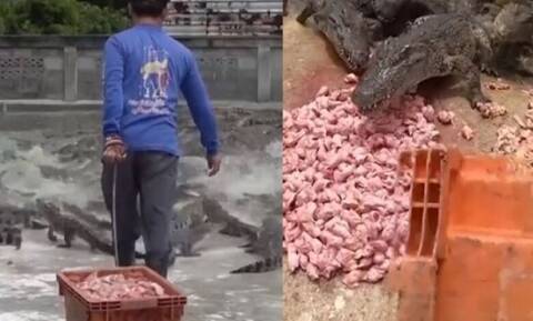 Ατρόμητος αγρότης ταΐζει 10.000 κροκόδειλους: Δεν έχει δεχτεί ούτε μια φορά επίθεση (vid)