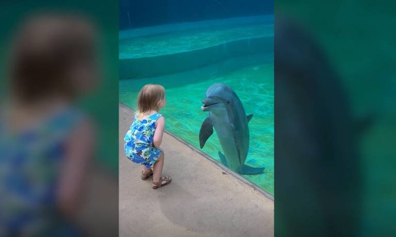 Απίστευτη φιλία μεταξύ μικρού κοριτσιού και... δελφινιού - Δείτε το viral βίντεο
