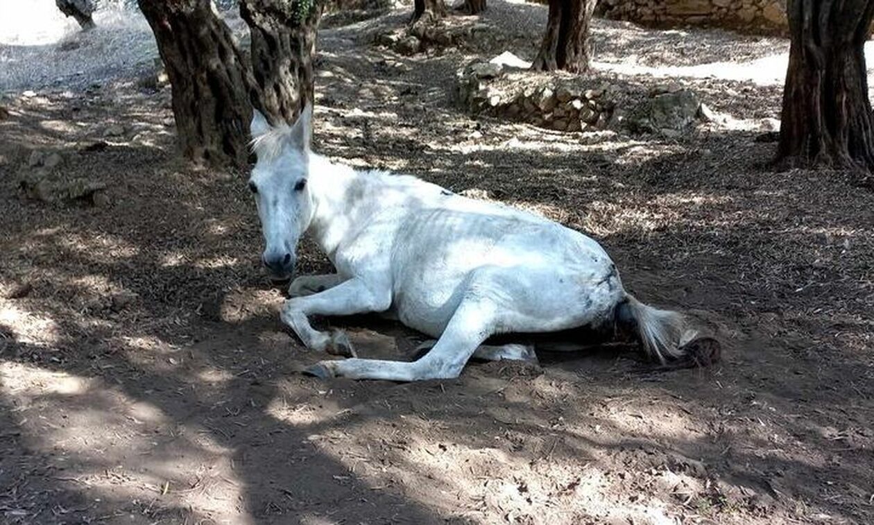 Μυτιλήνη: Νέο περιστατικό κακοποίησης ζώου - Άλογο βρέθηκε τραυματισμένο