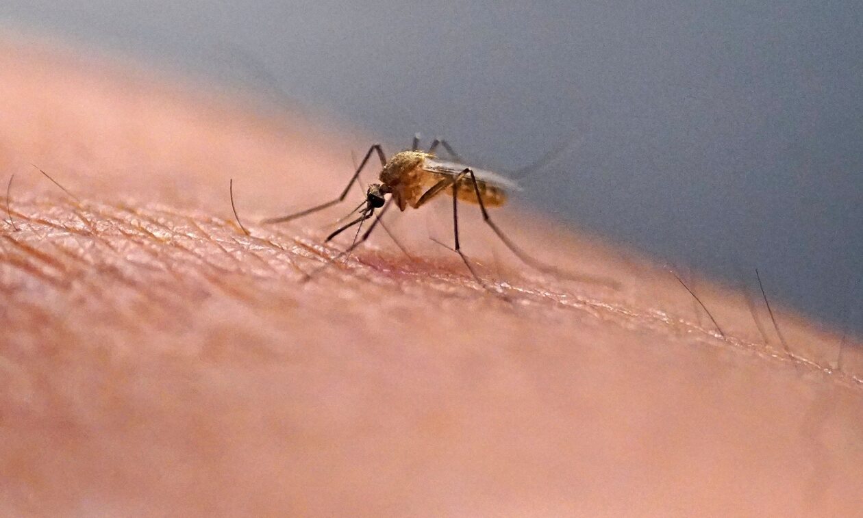 Καλοκαίρι στην «καρδιά» του φθινοπώρου – Πού οφείλεται η «απόβαση» κουνουπιών στην Ελλάδα