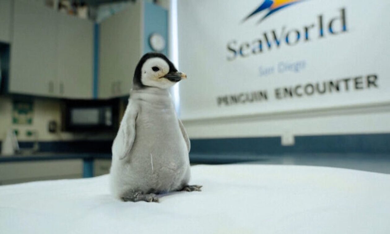 ΗΠΑ: Σπάνιο νεοσσό αυτοκρατορικού πιγκουίνου γεννήθηκε στο Σαν Ντιέγκο – Βίντεο