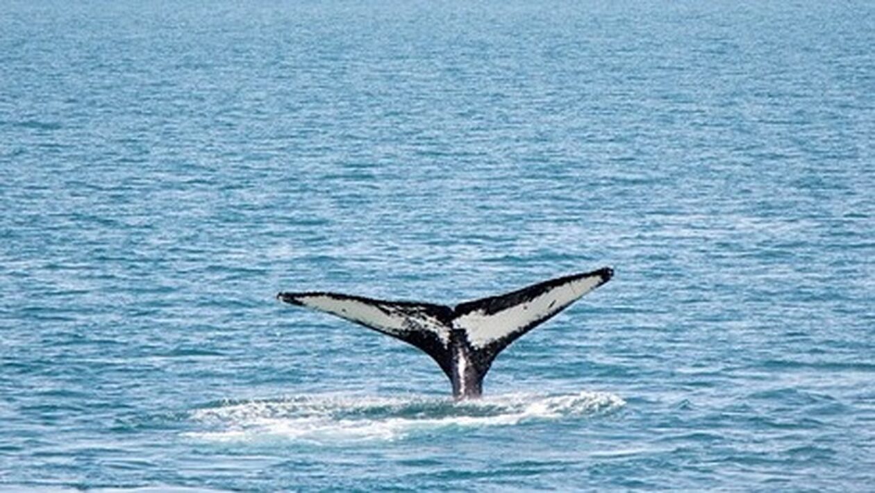 Απειλούμενες φάλαινες διαβιούν στην Ελληνική Τάφρο - Κινδυνεύουν από τις εξορύξεις υδρογονανθράκων