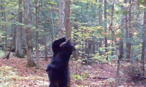 Αρκούδα χορεύει... «αισθησιακά» ανυποψίαστη για την κάμερα που την καταγράφει