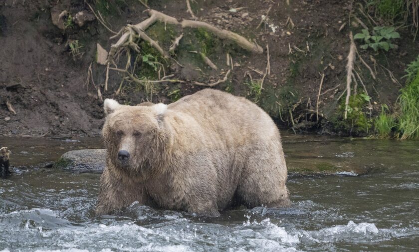 Aυξάνονται οι επιθέσεις απο αρκούδες στην Ιαπωνία