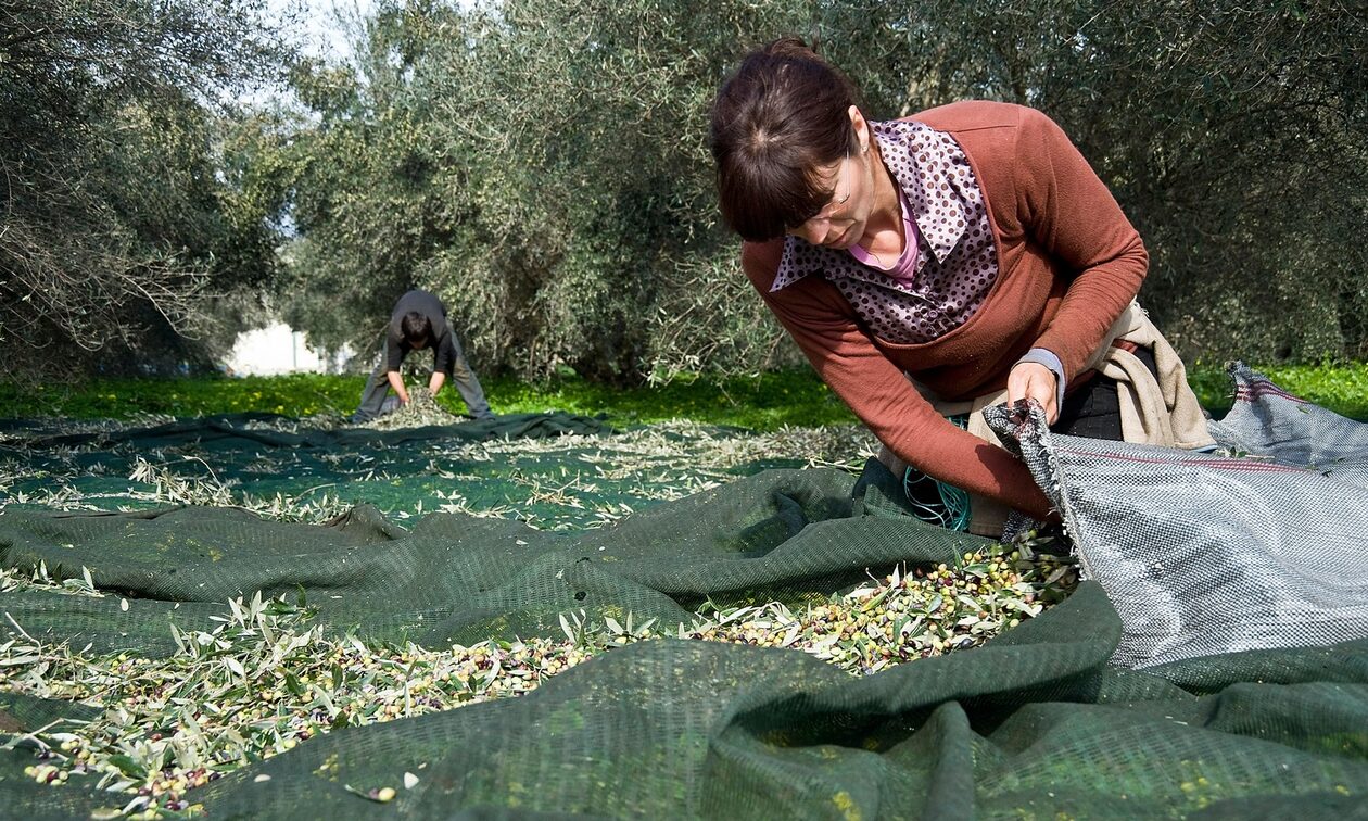 Σε απόγνωση οι ελαιοπαραγωγοί της Μυτιλήνης για την ακαρπία στην ελιά