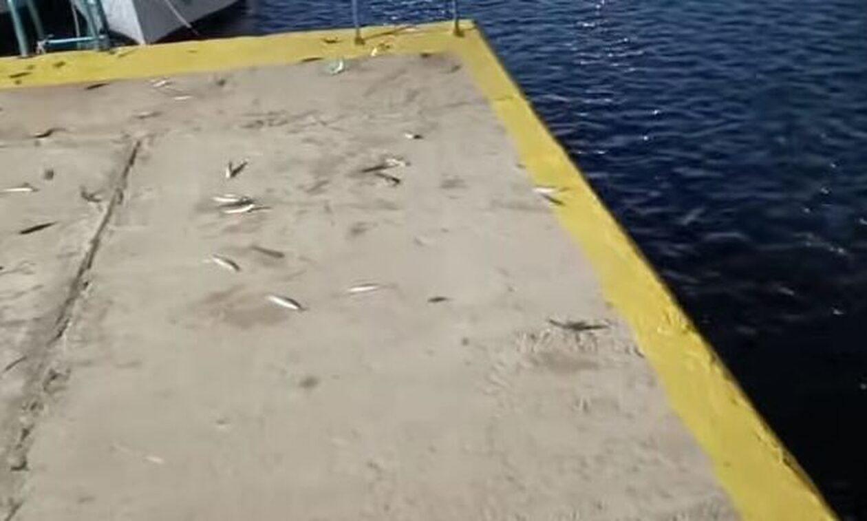 Εύβοια: Εκατοντάδες ψάρια πετάχτηκαν από τη θάλασσα στη στεριά