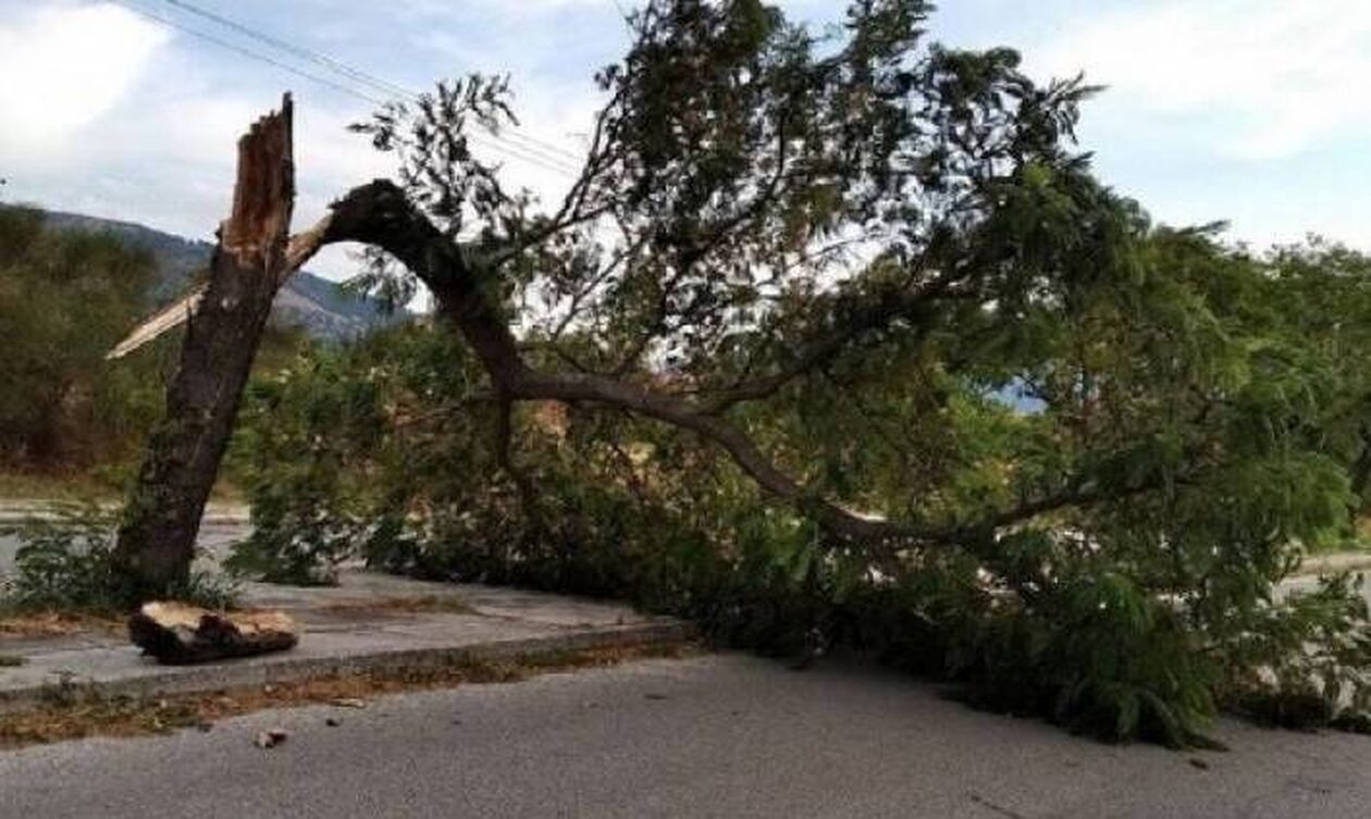 Κακοκαιρία - Πάτρα: Οι ισχυροί άνεμοι ξερίζωσαν δένδρα σε Άγιο Βασίλειο, Ρίο και Ακταίο