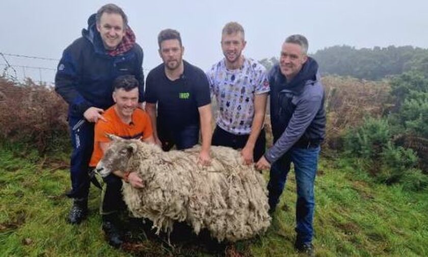 Η Φιόνα, το πιο μοναχικό πρόβατο της Βρετανίας