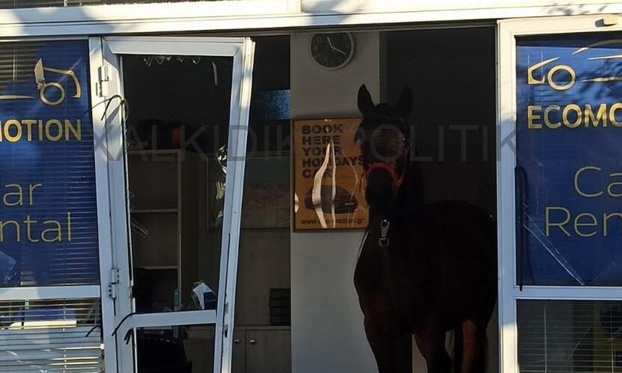 Απίστευτες εικόνες στην Χαλκιδική: Ατίθασο άλογο «μπούκαρε» σε κατάστημα και το έκανε γυαλιά καρφιά