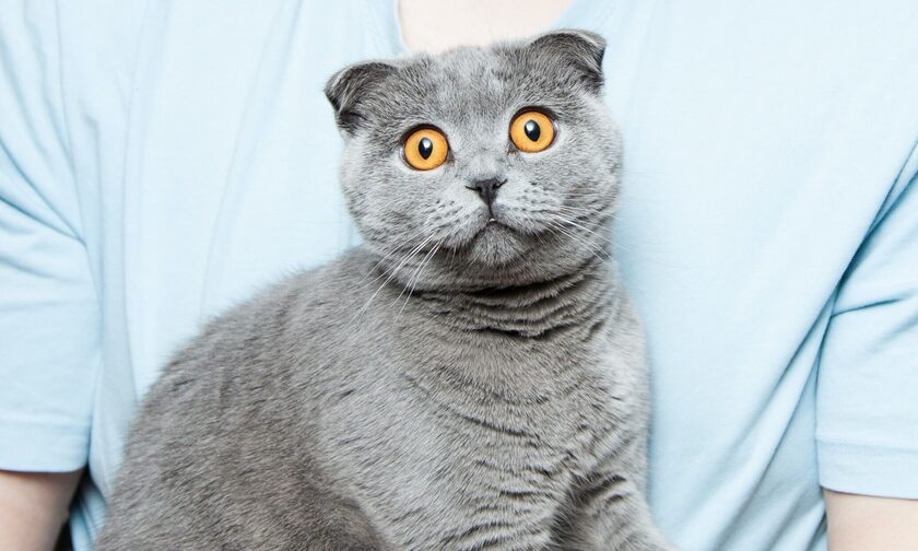Οι γάτες χρησιμοποιούν πάνω από 276 διαφορετικές εκφράσεις προσώπου