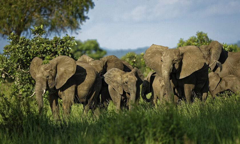 Mαζικοί θάνατοι ελεφάντων στην Αφρική