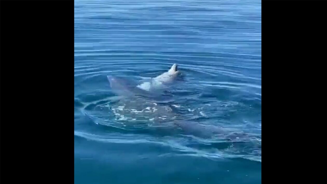 Μωρό δελφίνι παγιδεύτηκε σε παράνομα δίχτυα: Το έσωσαν δύο νεαροί ψαράδες