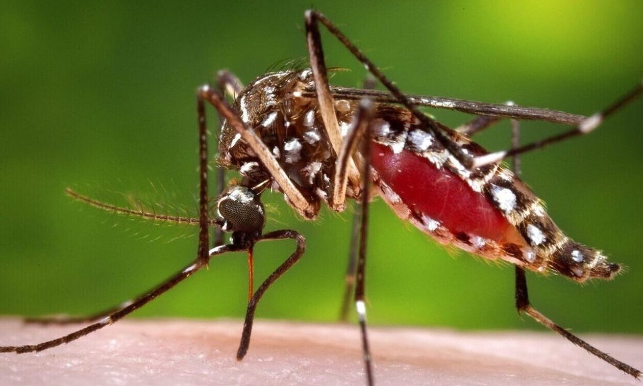 Κουνουποκτονίες στην Αττική: «Απόβαση» κουνουπιών λόγω ζέστης και υγρασίας