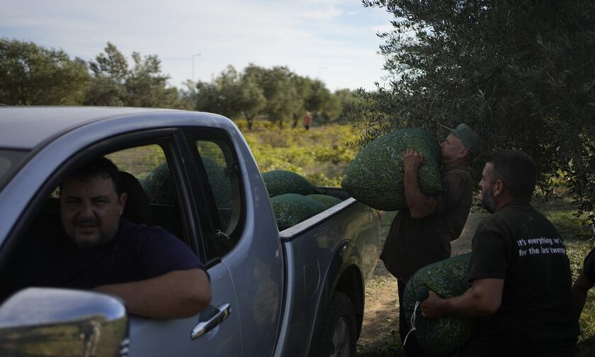 Ελαιόλαδο: Σε απόγνωση οι ελαιοκαλλιεργητές - «Κλέβουν μέχρι και ελαιόδεντρα»