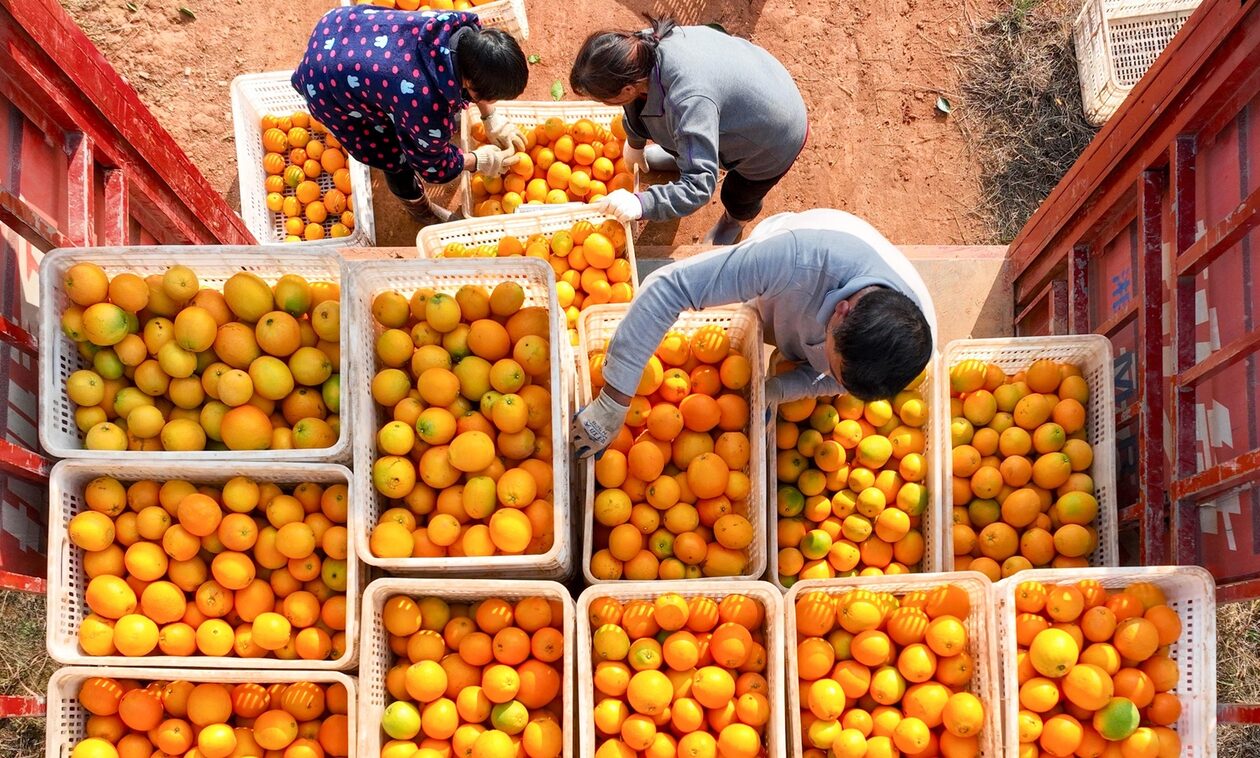 Πορτοκάλια: Με καλές τιμές πωλούν οι παραγωγοί τις φετινές Ναβαλίνες -Πόσο θα πληρώσει ο καταναλωτής