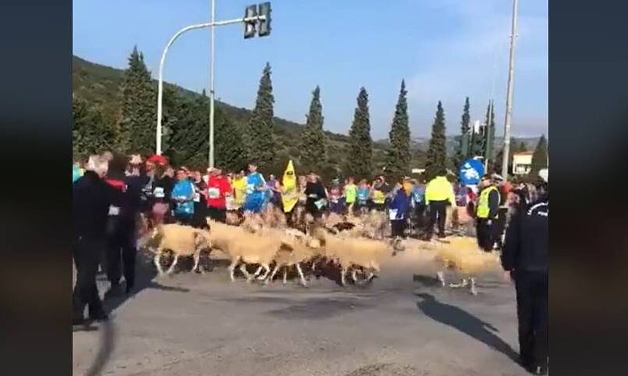 Αυθεντικός Μαραθώνιος 2023: Πρόβατα «έτρεχαν» μαζί με τους δρομείς - Έκλεψε τις εντυπώσεις ο βοσκός