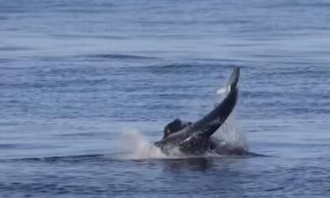 Καλιφόρνια: Απίστευτο βίντεο από «καυγά» θαλάσσιου λιονταριού με μπλε καρχαρία