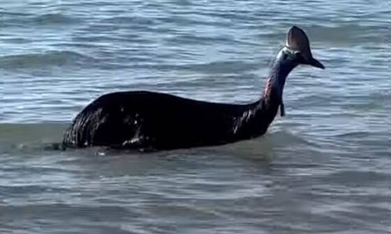 Καζουάριος: Το πιο επικίνδυνο πτηνό στον κόσμο εμφανίστηκε σε ακτή της Αυστραλίας