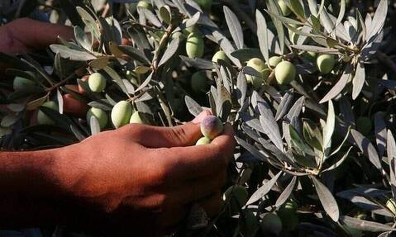 Μυτιλήνη: Μικρή η φετινή παραγωγή ελαιόλαδου - Καλής ποιότητας αλλά ακριβή