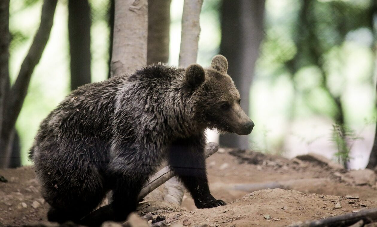 Βουλγαρία: Σε χειμερία νάρκη επτά από τις 17 αρκούδες στο καταφύγιο της Μπελίτσα