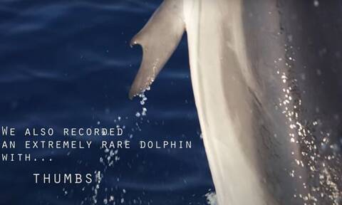 Κορινθιακός: Εντοπίστηκε σπάνιο δελφίνι με «ανθρώπινο» χέρι