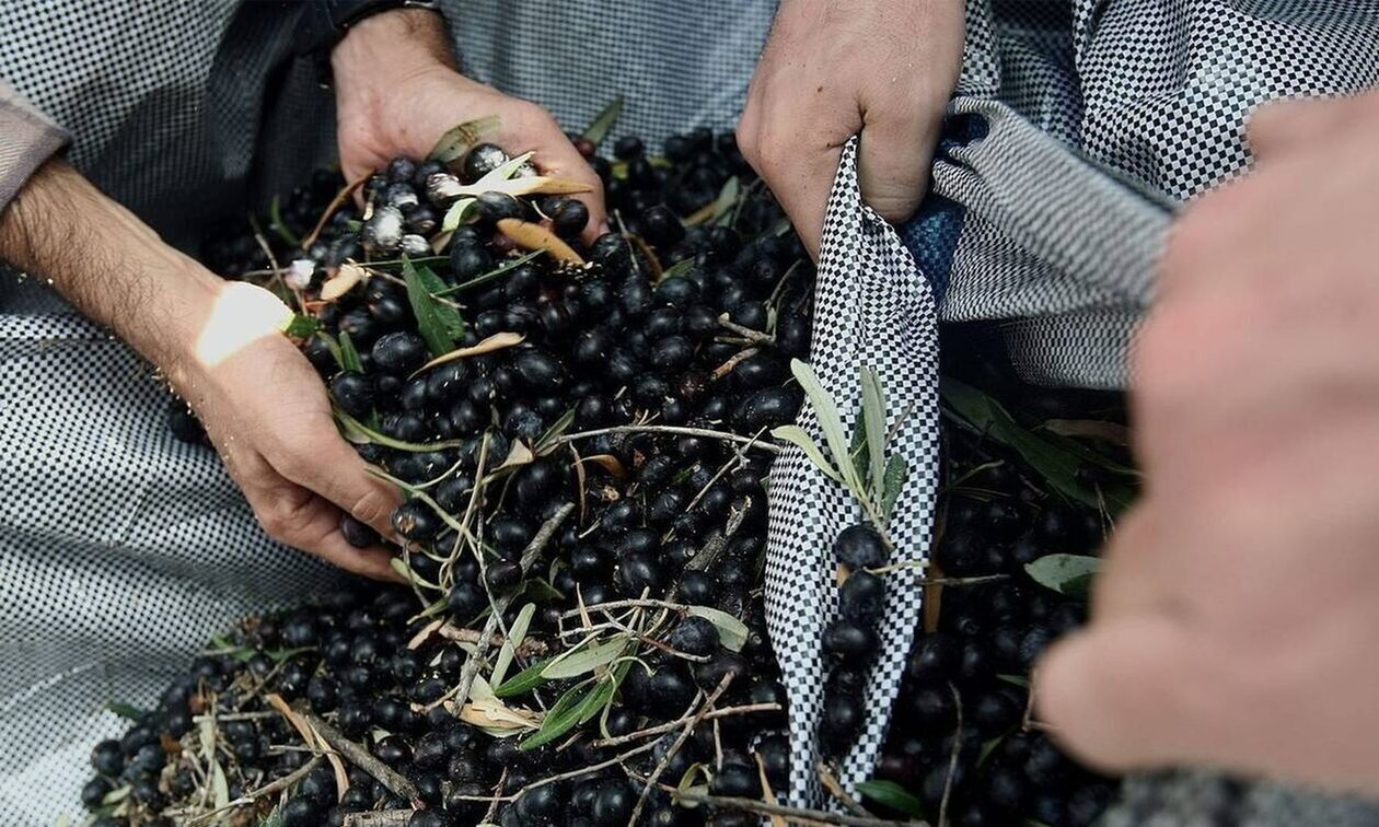 Αχαΐα: Έκλεψαν 7 τόνους ελιές από χωράφι – Τι λέει ο ελαιοπαραγωγός που τους έπιασε στα «πράσα»