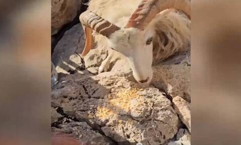 Άφησαν κοπάδι με αιγοπρόβατα στη βραχονησίδα Μακρύ στα Δωδεκάνησα χωρίς νερό και τροφή