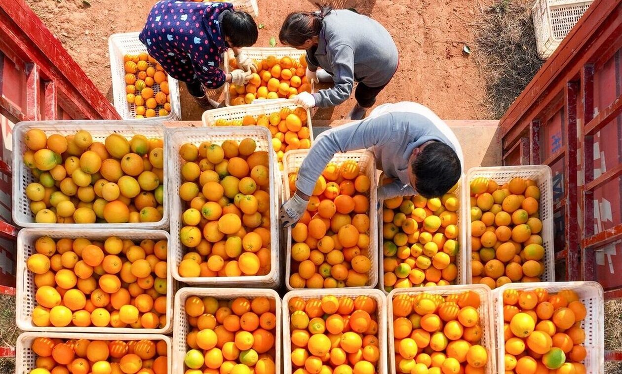 Πορτοκάλια: Έγιναν είδος πολυτελείας - Πόσο πωλούνται σε σούπερ μάρκετ και λαϊκές