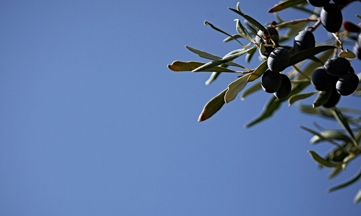 Αιτωλοακαρνανία: Βρήκε αγνώστους να μαζεύουν τις ελιές από το χωράφι του