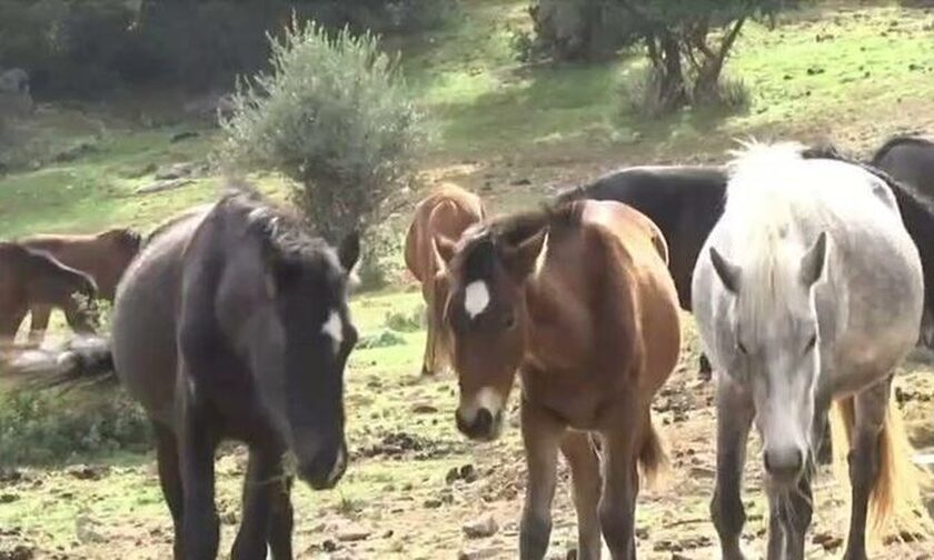 Εγκατέλειψαν 95 άλογα στον Υμηττό: Κραυγή αγωνίας για την επιβίωσή τους