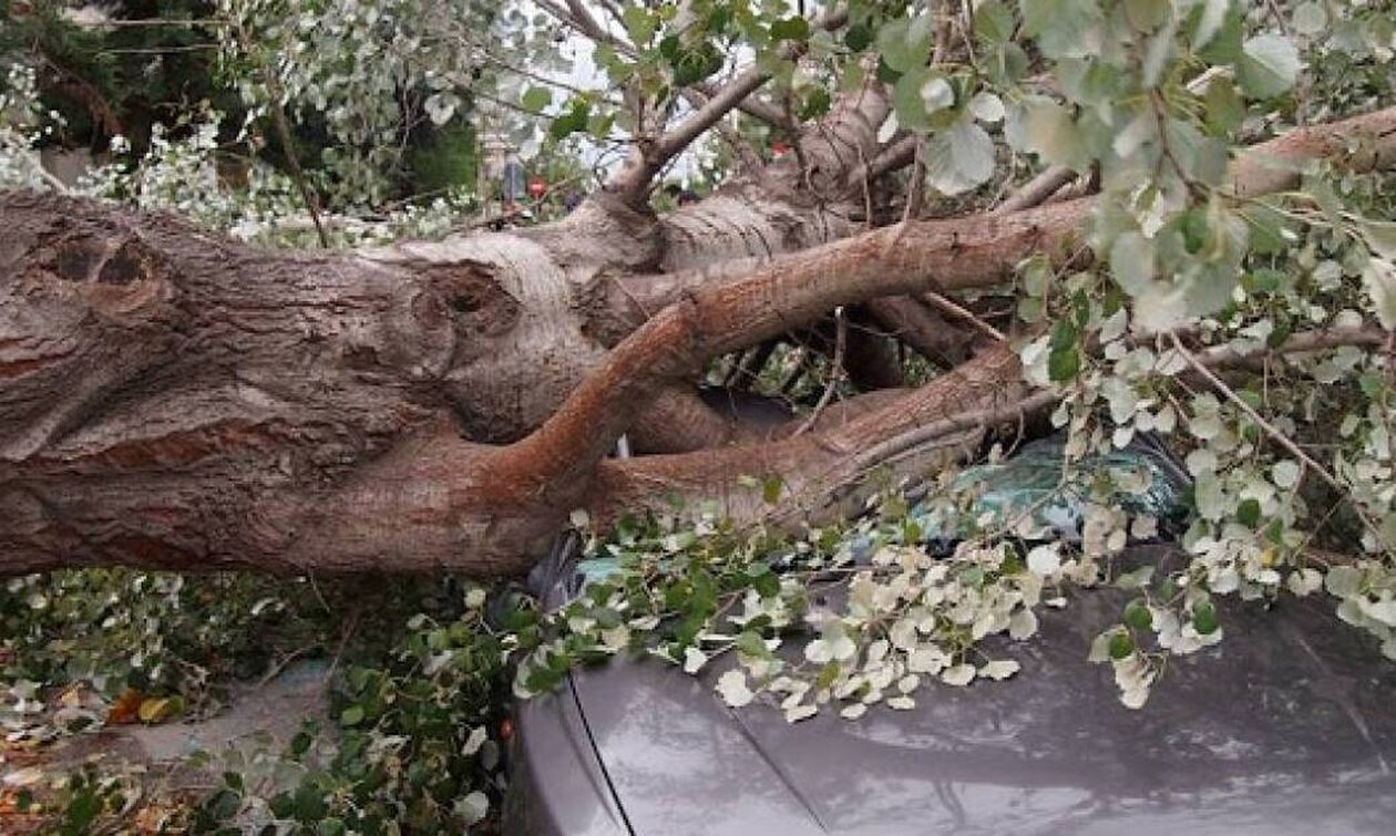 Xαλκίδα: Θυελλώδεις άνεμοι στο κέντρο της πόλης - Δέντρα ξεριζώθηκαν και έπεσαν σε οχήματα