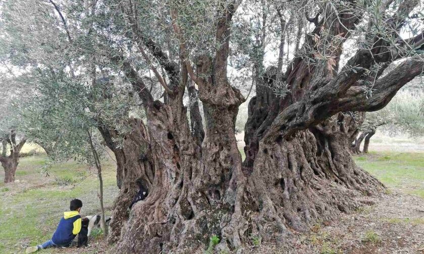 Μπήκαν μέσα σε ένα δέντρο 2.500 ετών για να γιορτάσουν την Παγκόσμια Ημέρα Ελιάς
