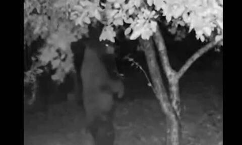Πεινασμένη αρκούδα σκαρφάλωσε σε μηλιά αλλά «έφαγε»... επική τούμπα (vid)
