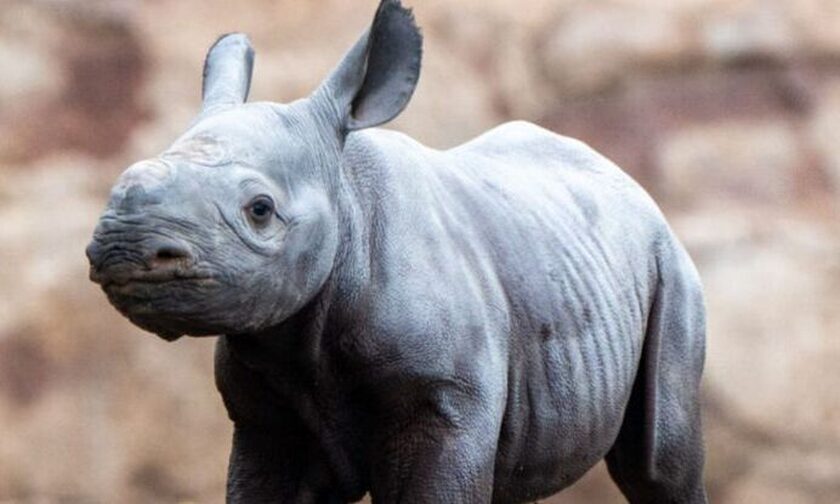 Η συγκινητική στιγμή της γέννησης ενός σπάνιου μαύρου ρινόκερου – Βίντεο