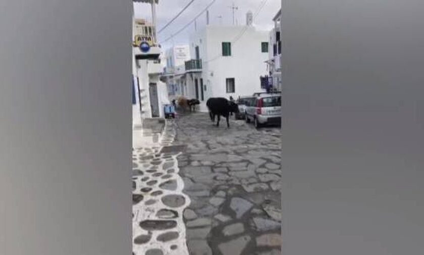 Μύκονος: Αγελάδες κάνουν... βόλτες στους δρόμους - Κινδυνεύουν καθημερινά οι οδηγοί