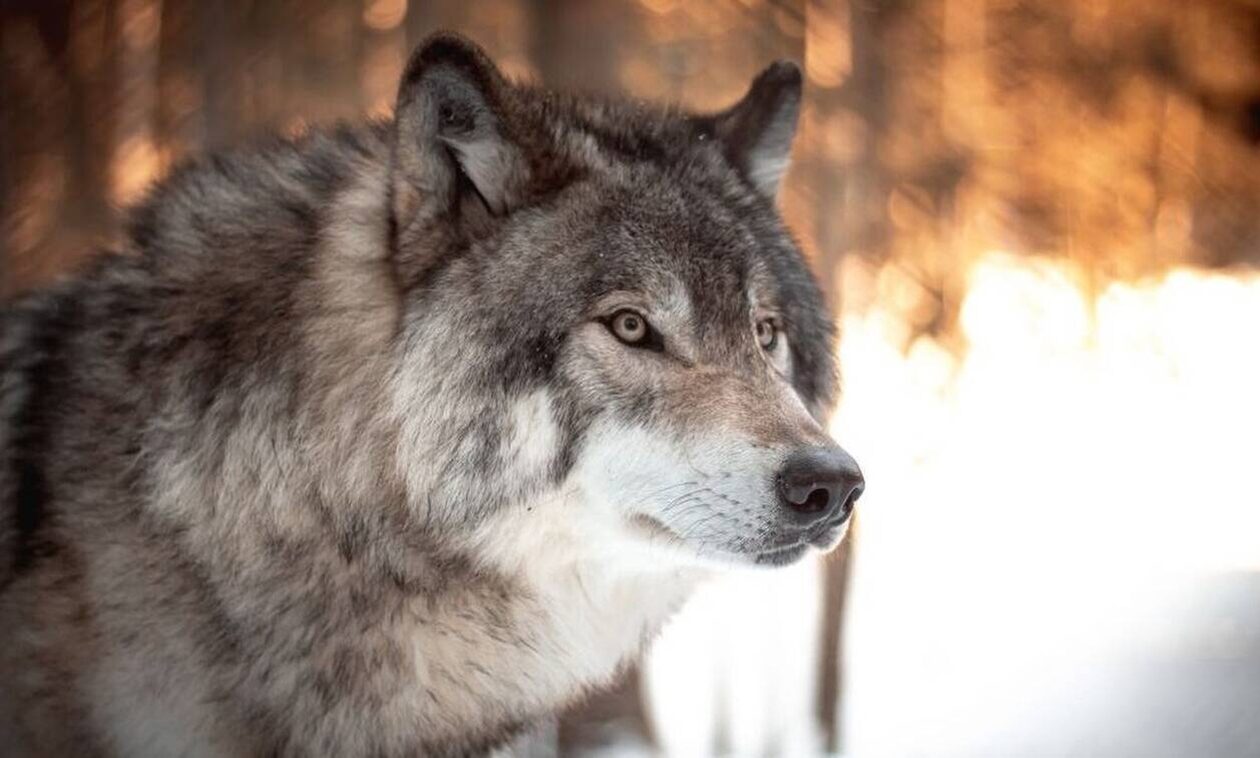 Σέρρες: Λύκος κατασπάραξε πόνυ - Σκληρές εικόνες