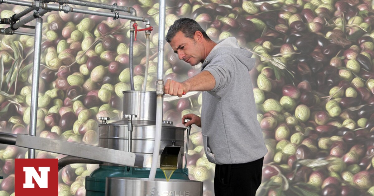 A 93-year-old olive mill in Polydentry “reveals” the secrets of olive oil production – Newsbomb – News