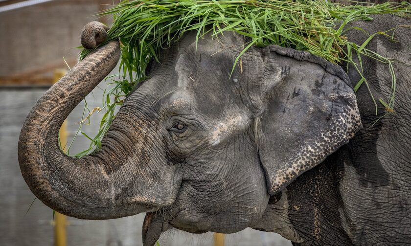 Φιλιππίνες: Πέθανε ο πιο «μόνος και λυπημένος ελέφαντας του κόσμου» μετά από δεκαετίες αιχμαλωσίας