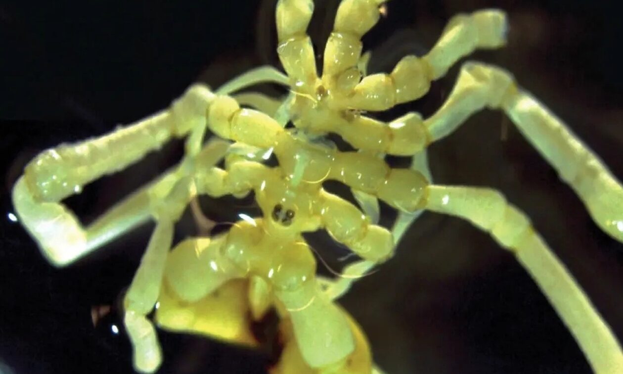Ανακαλύφθηκε νέο είδος αράχνης - Έχει τέσσερα μάτια, νύχια και ζει στην Ανταρκτική
